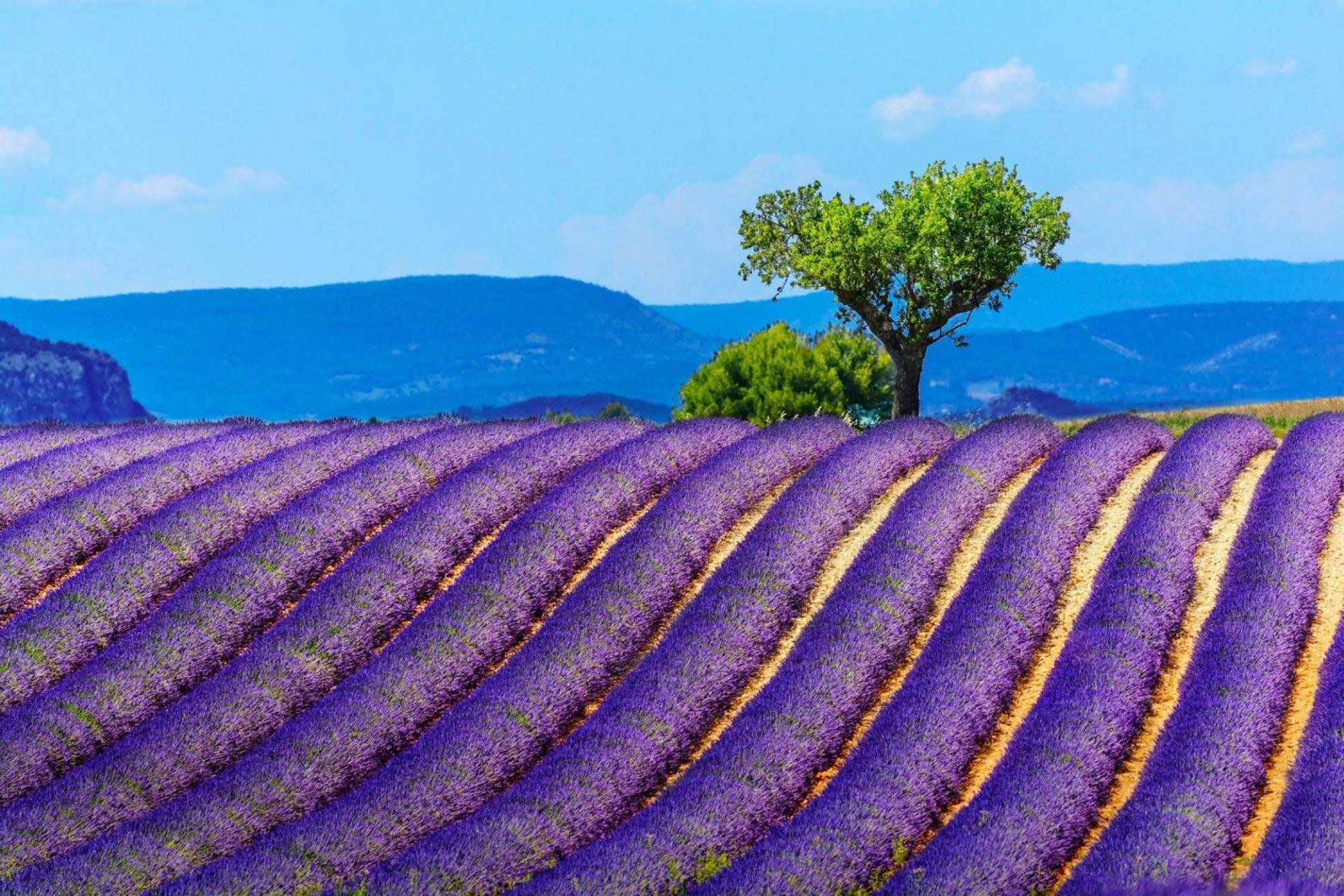 Des champs de lavande en Provence