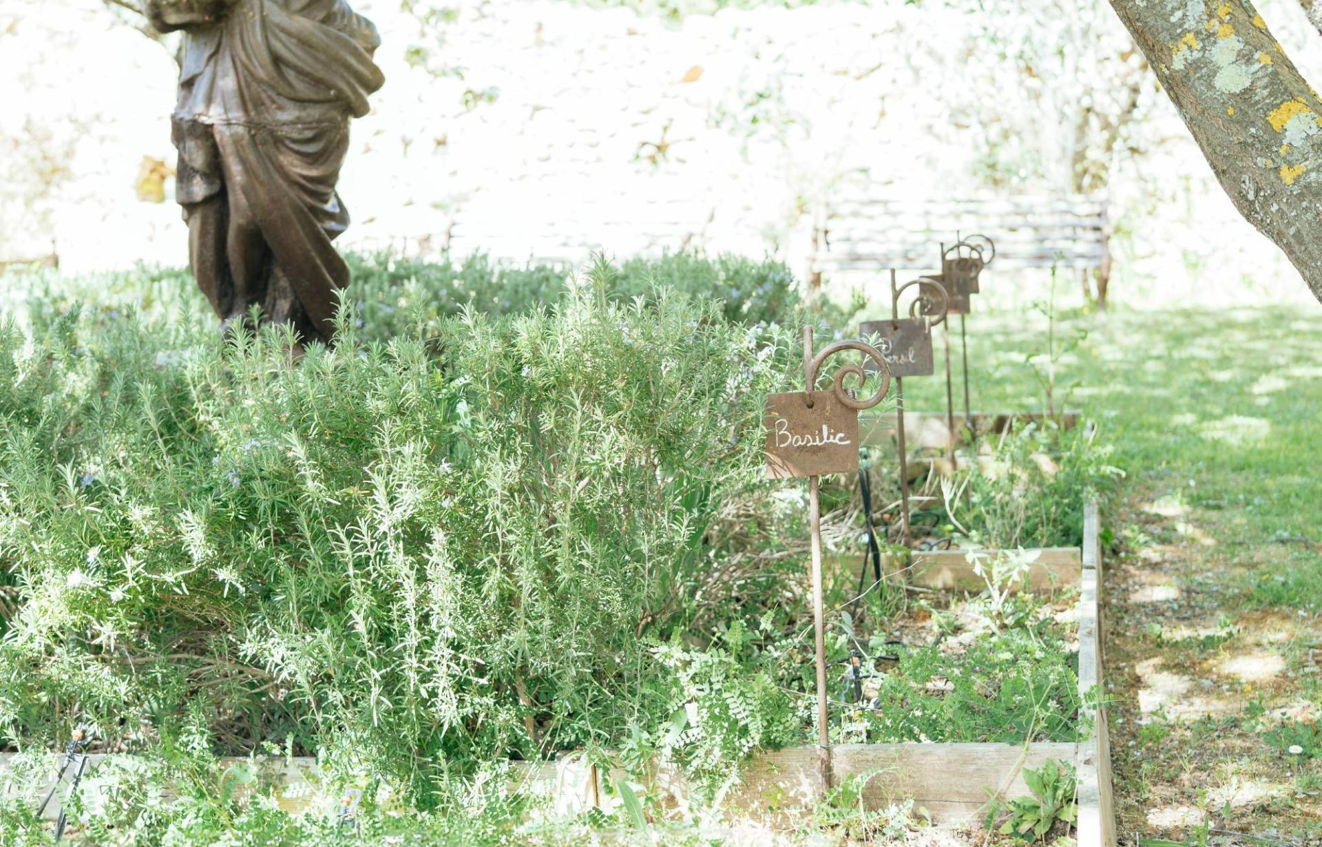 Jardin, basilic